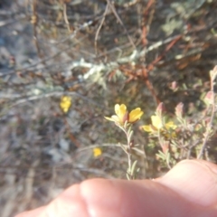 Hibbertia stricta at Gilmore, ACT - 19 Sep 2017