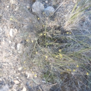 Hibbertia stricta at Gilmore, ACT - 19 Sep 2017