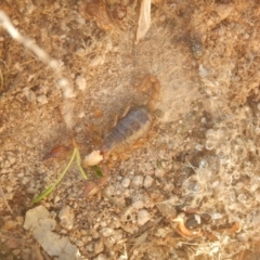 Urodacus manicatus at Gilmore, ACT - 19 Sep 2017 05:12 PM