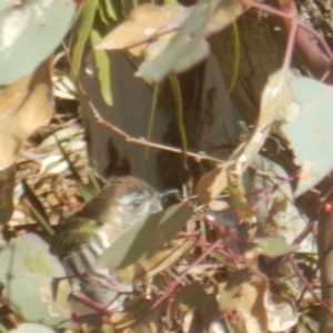 Chrysococcyx lucidus at Gilmore, ACT - 19 Sep 2017