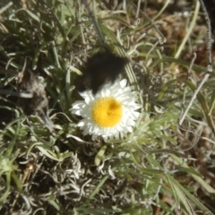 Leucochrysum albicans subsp. tricolor (Hoary Sunray) at Tuggeranong Pines - 19 Sep 2017 by MichaelMulvaney