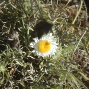 Leucochrysum albicans subsp. tricolor at Gilmore, ACT - 19 Sep 2017 04:29 PM