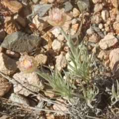 Leucochrysum albicans subsp. tricolor at Gilmore, ACT - 19 Sep 2017 04:29 PM