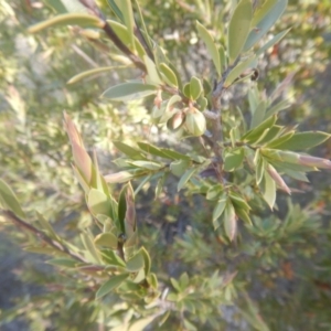 Styphelia triflora at Environa, NSW - 19 Sep 2017 04:01 PM