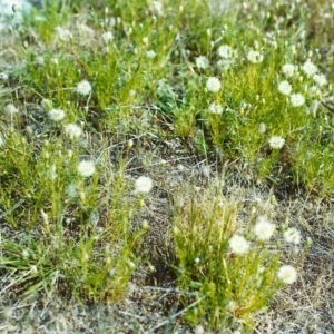 Vittadinia muelleri at Conder, ACT - 30 Nov 2000