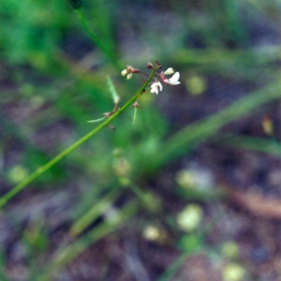 Grona varians (Slender Tick-Trefoil) at Conder, ACT - 30 Nov 2000 by MichaelBedingfield