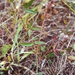 Grona varians (Slender Tick-Trefoil) at Tuggeranong Hill - 15 Nov 1999 by michaelb