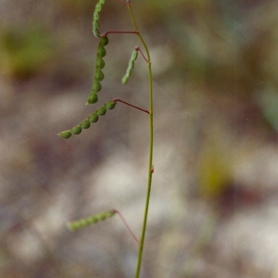 Grona varians (Slender Tick-Trefoil) at Conder, ACT - 22 Jan 2000 by michaelb