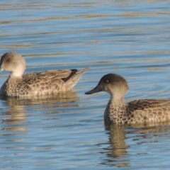 Anas gracilis (Grey Teal) at Coombs, ACT - 17 Sep 2017 by michaelb