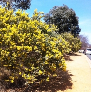 Acacia cultriformis at Hughes, ACT - 20 Sep 2017 10:20 AM