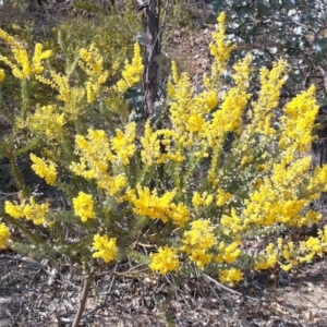 Acacia cultriformis at Hughes, ACT - 20 Sep 2017