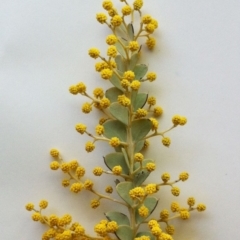 Acacia cultriformis at Hughes, ACT - 20 Sep 2017 10:20 AM