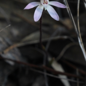 Caladenia fuscata at Gundaroo, NSW - 20 Sep 2017