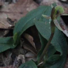 Chiloglottis trapeziformis (Diamond Ant Orchid) at MTR591 at Gundaroo - 20 Sep 2017 by MaartjeSevenster