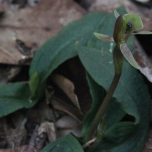 Chiloglottis trapeziformis at Gundaroo, NSW - 20 Sep 2017