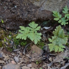 Cheilanthes sp. (Rock Fern) at Bolaro, NSW - 18 Sep 2017 by DavidMcKay