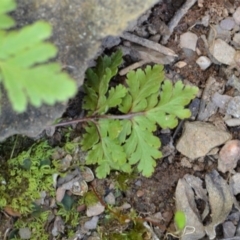 Cheilanthes sp. at Bolaro, NSW - 18 Sep 2017 11:09 AM