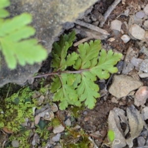 Cheilanthes sp. at Bolaro, NSW - 18 Sep 2017 11:09 AM