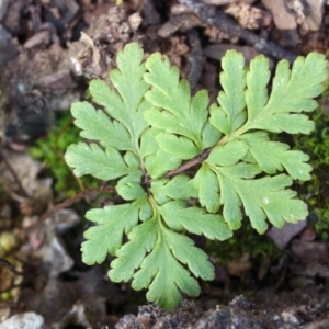 Cheilanthes sp. at Bolaro, NSW - 18 Sep 2017 11:09 AM