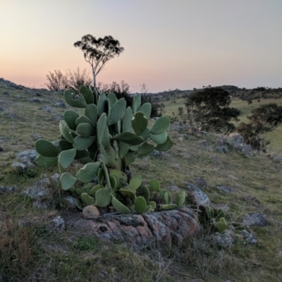 Opuntia sp. (Prickly Pear) at Kambah, ACT - 20 Sep 2017 by HelenCross