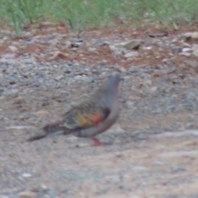 Phaps chalcoptera (Common Bronzewing) at Chisholm, ACT - 11 Nov 2015 by michaelb