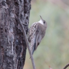 Cormobates leucophaea (White-throated Treecreeper) at Tharwa, ACT - 12 Mar 2014 by michaelb