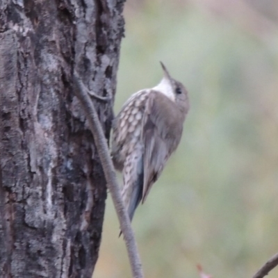 Cormobates leucophaea (White-throated Treecreeper) at Tharwa, ACT - 12 Mar 2014 by MichaelBedingfield