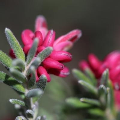 Grevillea lanigera (Woolly Grevillea) at Lower Cotter Catchment - 28 Aug 2017 by Jek