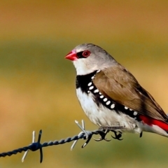 Stagonopleura guttata (Diamond Firetail) at Tantawangalo, NSW - 8 Aug 2015 by TONIeye