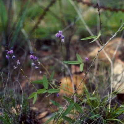 Glycine clandestina (Twining Glycine) at Greenway, ACT - 25 Feb 2007 by michaelb