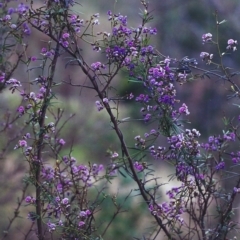 Glycine clandestina (Twining Glycine) at Conder, ACT - 23 Oct 2000 by MichaelBedingfield