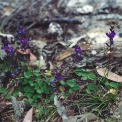 Glycine tabacina (Variable Glycine) at Conder, ACT - 29 Nov 2001 by MichaelBedingfield