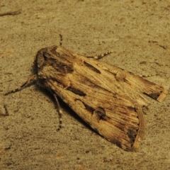 Agrotis munda (Brown Cutworm) at Conder, ACT - 13 Sep 2017 by michaelb