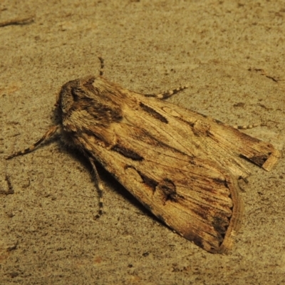 Agrotis munda (Brown Cutworm) at Conder, ACT - 13 Sep 2017 by michaelb