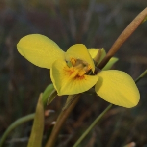 Diuris chryseopsis at Googong, NSW - 21 Sep 2017