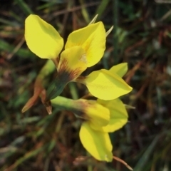 Diuris chryseopsis at Googong, NSW - 21 Sep 2017