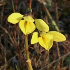 Diuris chryseopsis at Googong, NSW - 21 Sep 2017