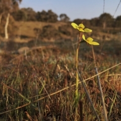 Diuris chryseopsis at Googong, NSW - 21 Sep 2017