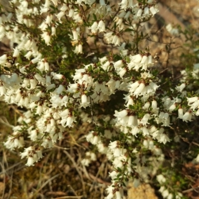 Cryptandra amara (Bitter Cryptandra) at Isaacs, ACT - 21 Sep 2017 by Mike