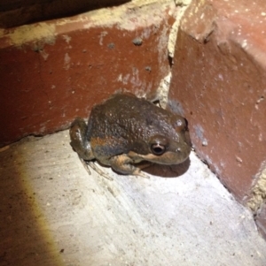 Limnodynastes dumerilii at Ngunnawal, ACT - 30 Jan 2017 10:40 PM