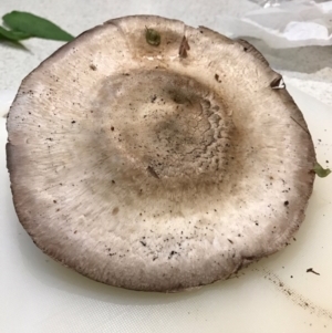 Agaricus sp. at Ngunnawal, ACT - 10 Apr 2017