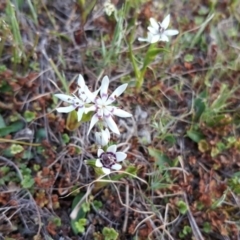 Wurmbea dioica subsp. dioica (Early Nancy) at Isaacs, ACT - 21 Sep 2017 by Mike