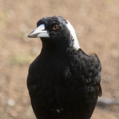 Gymnorhina tibicen (Australian Magpie) at Higgins, ACT - 20 Sep 2017 by AlisonMilton