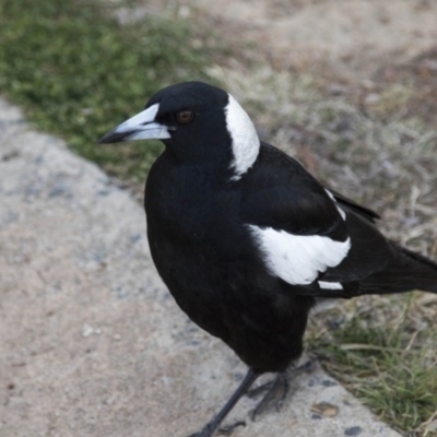 Gymnorhina tibicen (Australian Magpie) at Higgins, ACT - 20 Sep 2017 by AlisonMilton