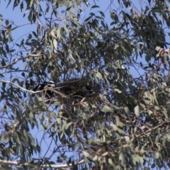 Gymnorhina tibicen at Higgins, ACT - 20 Sep 2017 02:42 PM