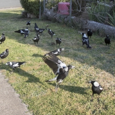 Gymnorhina tibicen (Australian Magpie) at Higgins, ACT - 20 Sep 2017 by Alison Milton