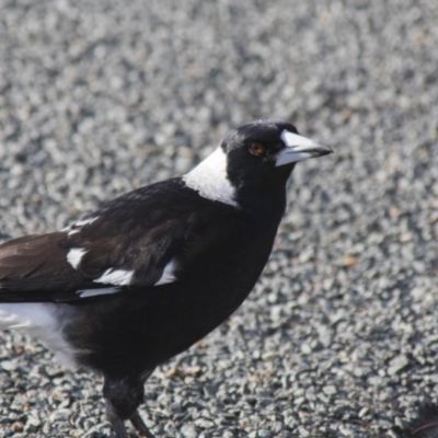 Gymnorhina tibicen (Australian Magpie) at Higgins, ACT - 20 Sep 2017 by AlisonMilton