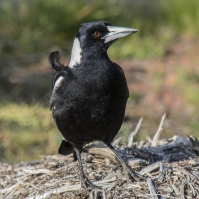 Gymnorhina tibicen (Australian Magpie) at Higgins, ACT - 20 Sep 2017 by AlisonMilton