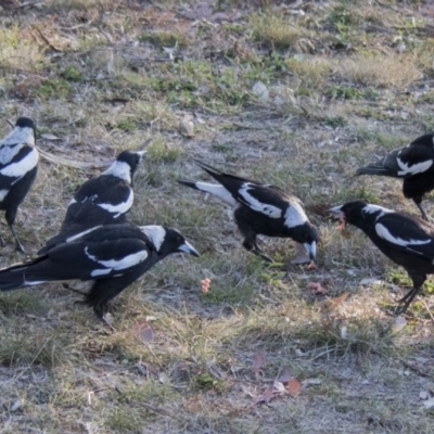 Gymnorhina tibicen (Australian Magpie) at Higgins, ACT - 17 Sep 2017 by AlisonMilton