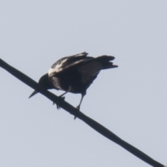 Gymnorhina tibicen (Australian Magpie) at Higgins, ACT - 20 Sep 2017 by Alison Milton